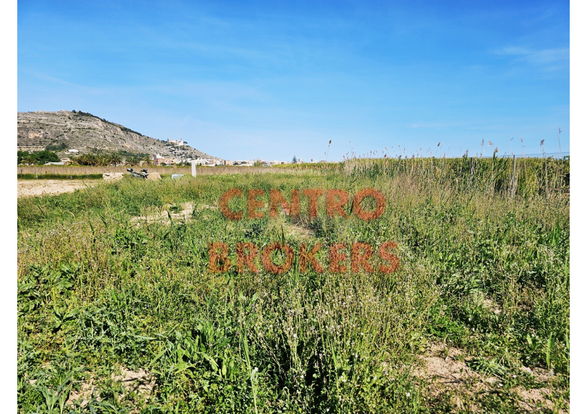 Ziemia rolna - grunt rolny w Cullera, Walencja